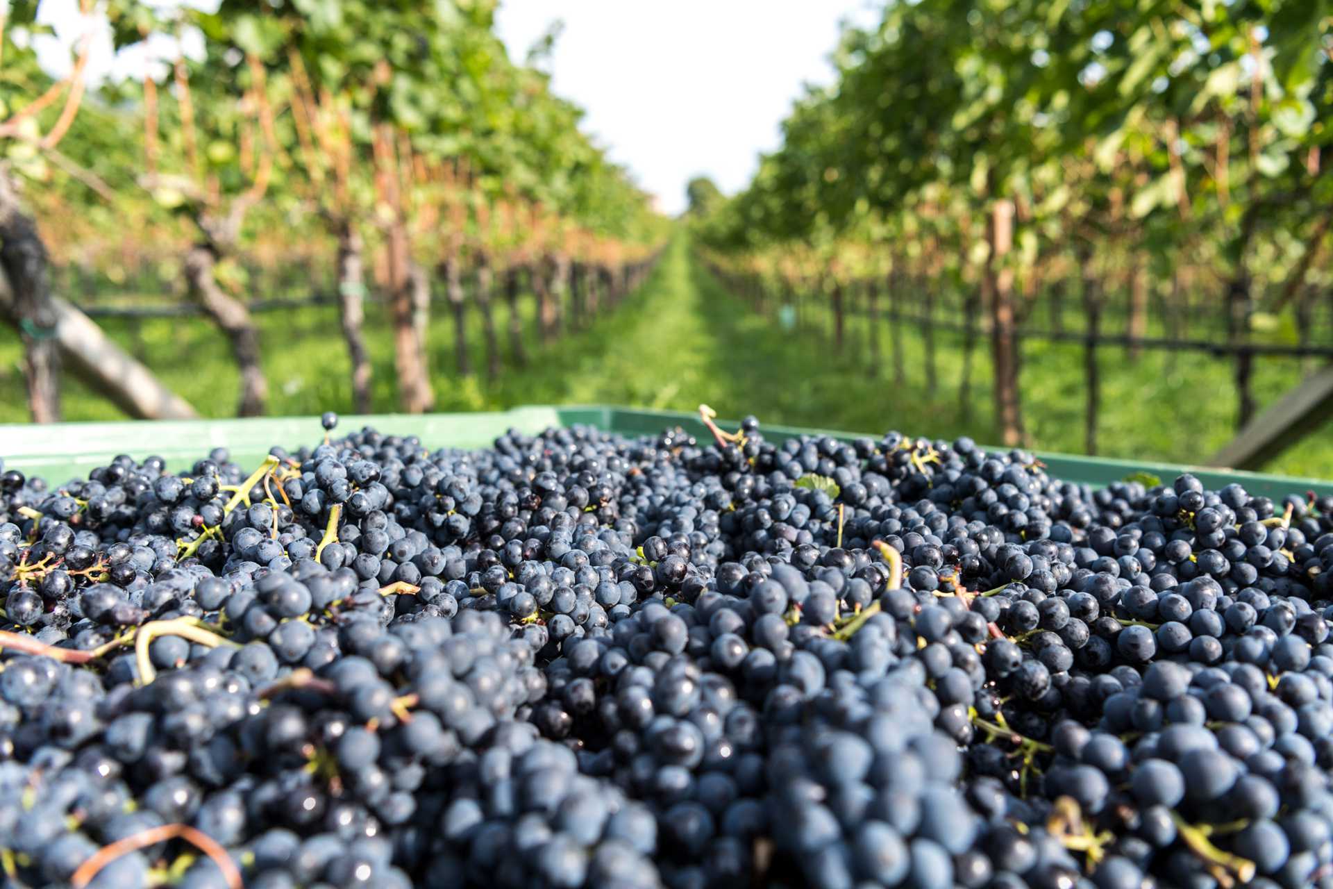Wimmen - the wine harvest is the highlight for winegrowers Many grapes were harvested